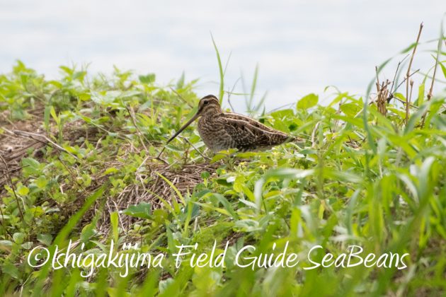 10%e6%9c%889%e6%97%a5%e7%9f%b3%e5%9e%a3%e5%b3%b6%e3%83%90%e3%83%bc%e3%83%89%e3%82%a6%e3%82%aa%e3%83%83%e3%83%81%e3%83%b3%e3%82%b0%ef%bc%86%e9%87%8e%e9%b3%a5%e8%a6%b3%e5%af%9f%e3%82%ac%e3%82%a4