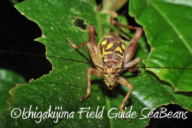 10%e6%9c%882%e6%97%a5%e7%9f%b3%e5%9e%a3%e5%b3%b6%e3%83%8a%e3%82%a4%e3%83%88%e3%83%84%e3%82%a2%e3%83%bc8