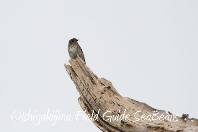 10%e6%9c%883%e6%97%a5%e7%9f%b3%e5%9e%a3%e5%b3%b6%e3%83%90%e3%83%bc%e3%83%89%e3%82%a6%e3%82%aa%e3%83%83%e3%83%81%e3%83%b3%e3%82%b0%ef%bc%86%e9%87%8e%e9%b3%a5%e6%92%ae%e5%bd%b1%e3%82%ac%e3%82%a4