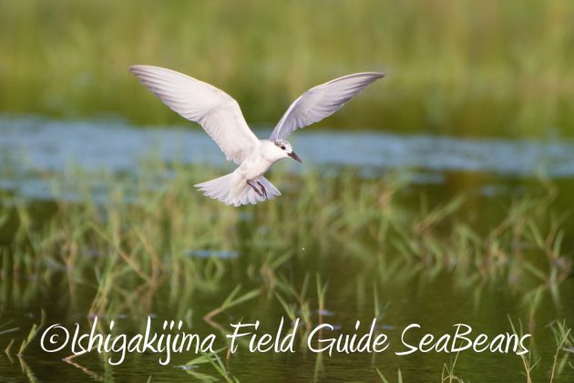 10%e6%9c%8816%e6%97%a5%e7%9f%b3%e5%9e%a3%e5%b3%b6%e9%87%8e%e9%b3%a5%e6%92%ae%e5%bd%b1%e3%82%ac%e3%82%a4%e3%83%8920