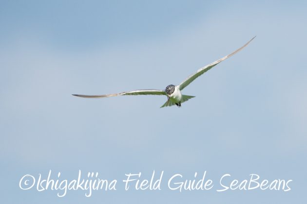 10%e6%9c%8823%e6%97%a5%e7%9f%b3%e5%9e%a3%e5%b3%b6%e3%83%90%e3%83%bc%e3%83%89%e3%82%a6%e3%82%aa%e3%83%83%e3%83%81%e3%83%b3%e3%82%b0%ef%bc%86%e9%87%8e%e9%b3%a5%e6%92%ae%e5%bd%b1%e3%82%ac%e3%82%a4