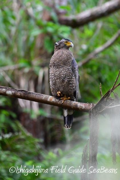 10%e6%9c%8819%e6%97%a5%e3%83%90%e3%83%bc%e3%83%89%e3%82%a6%e3%82%aa%e3%83%83%e3%83%81%e3%83%b3%e3%82%b0%ef%bc%86%e9%87%8e%e9%b3%a5%e6%92%ae%e5%bd%b1%e3%82%ac%e3%82%a4%e3%83%8918