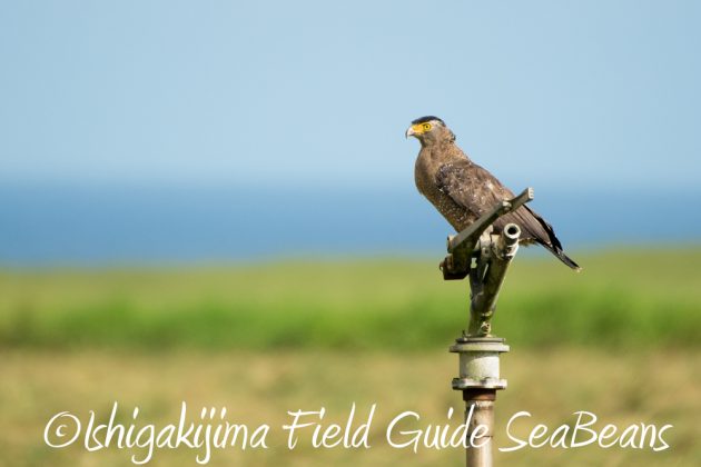 10%e6%9c%8817%e6%97%a5%e3%83%90%e3%83%bc%e3%83%89%e3%82%a6%e3%82%aa%e3%83%83%e3%83%81%e3%83%b3%e3%82%b0%ef%bc%86%e9%87%8e%e9%b3%a5%e6%92%ae%e5%bd%b1%e3%82%ac%e3%82%a4%e3%83%896