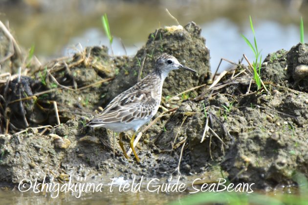 10%e6%9c%8820%e6%97%a5%e9%b3%a5%e7%8d%a3%e4%bf%9d%e8%ad%b7%e5%8c%ba%e5%9f%9f%e5%b7%a1%e5%9b%9e%e8%aa%bf%e6%9f%bb7