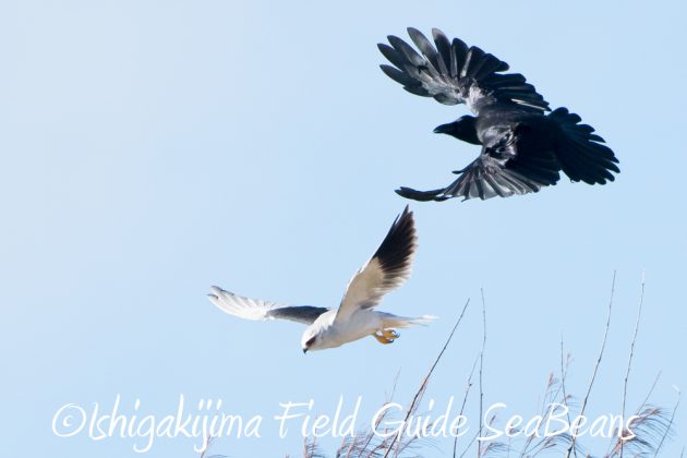 10%e6%9c%8816%e6%97%a5%e7%9f%b3%e5%9e%a3%e5%b3%b6%e9%87%8e%e9%b3%a5%e6%92%ae%e5%bd%b1%e3%82%ac%e3%82%a4%e3%83%896