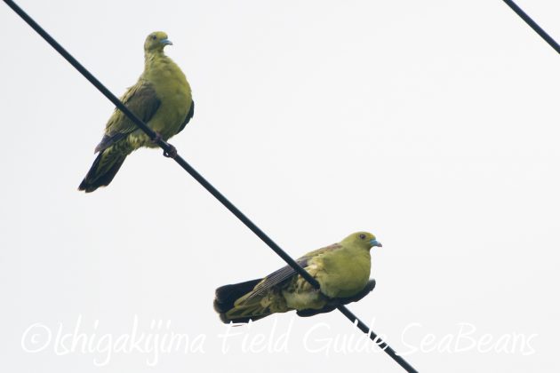 10%e6%9c%889%e6%97%a5%e7%9f%b3%e5%9e%a3%e5%b3%b6%e3%83%90%e3%83%bc%e3%83%89%e3%82%a6%e3%82%aa%e3%83%83%e3%83%81%e3%83%b3%e3%82%b0%ef%bc%86%e9%87%8e%e9%b3%a5%e8%a6%b3%e5%af%9f%e3%82%ac%e3%82%a4