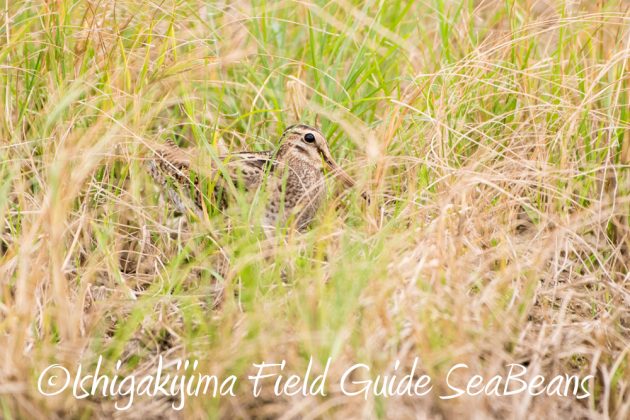 10%e6%9c%883%e6%97%a5%e7%9f%b3%e5%9e%a3%e5%b3%b6%e3%83%90%e3%83%bc%e3%83%89%e3%82%a6%e3%82%aa%e3%83%83%e3%83%81%e3%83%b3%e3%82%b0%ef%bc%86%e9%87%8e%e9%b3%a5%e6%92%ae%e5%bd%b1%e3%82%ac%e3%82%a4