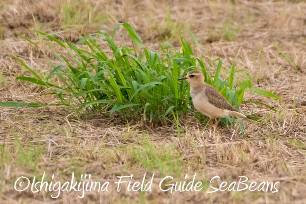 10%e6%9c%888%e6%97%a5%e7%9f%b3%e5%9e%a3%e5%b3%b6%e3%83%90%e3%83%bc%e3%83%89%e3%82%a6%e3%82%aa%e3%83%83%e3%83%81%e3%83%b3%e3%82%b0%ef%bc%86%e9%87%8e%e9%b3%a5%e6%92%ae%e5%bd%b1%e3%82%ac%e3%82%a4