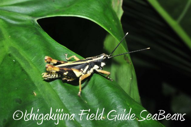 10%e6%9c%8820%e6%97%a5%e3%83%8a%e3%82%a4%e3%83%88%e3%83%84%e3%82%a2%e3%83%bc%e7%9f%b3%e5%9e%a3%e5%b3%b64