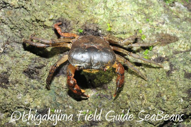 10%e6%9c%8821%e6%97%a5%e7%9f%b3%e5%9e%a3%e5%b3%b6%e3%83%8a%e3%82%a4%e3%83%88%e3%83%84%e3%82%a2%e3%83%bc4