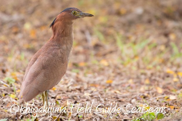 10%e6%9c%8814%e6%97%a5%e7%9f%b3%e5%9e%a3%e5%b3%b6%e3%83%90%e3%83%bc%e3%83%89%e3%82%a6%e3%82%aa%e3%83%83%e3%83%81%e3%83%b3%e3%82%b0%ef%bc%86%e9%87%8e%e9%b3%a5%e6%92%ae%e5%bd%b1%e3%82%ac%e3%82%a4