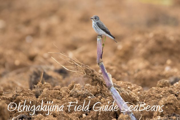 10%e6%9c%888%e6%97%a5%e7%9f%b3%e5%9e%a3%e5%b3%b6%e3%83%90%e3%83%bc%e3%83%89%e3%82%a6%e3%82%aa%e3%83%83%e3%83%81%e3%83%b3%e3%82%b0%ef%bc%86%e9%87%8e%e9%b3%a5%e6%92%ae%e5%bd%b1%e3%82%ac%e3%82%a4