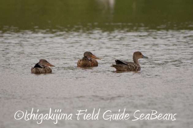 10%e6%9c%8815%e6%97%a5%e7%9f%b3%e5%9e%a3%e5%b3%b6%e3%83%90%e3%83%bc%e3%83%89%e3%82%a6%e3%82%aa%e3%83%83%e3%83%81%e3%83%b3%e3%82%b0%ef%bc%86%e9%87%8e%e9%b3%a5%e6%92%ae%e5%bd%b1%e3%82%ac%e3%82%a4