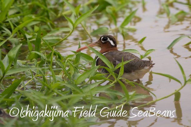 10%e6%9c%888%e6%97%a5%e7%9f%b3%e5%9e%a3%e5%b3%b6%e3%83%90%e3%83%bc%e3%83%89%e3%82%a6%e3%82%aa%e3%83%83%e3%83%81%e3%83%b3%e3%82%b0%ef%bc%86%e9%87%8e%e9%b3%a5%e6%92%ae%e5%bd%b1%e3%82%ac%e3%82%a4