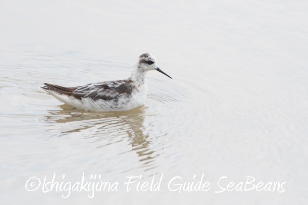 10%e6%9c%8813%e6%97%a5%e7%9f%b3%e5%9e%a3%e5%b3%b6%e3%83%90%e3%83%bc%e3%83%89%e3%82%a6%e3%82%aa%e3%83%83%e3%83%81%e3%83%b3%e3%82%b0%e3%82%ac%e3%82%a4%e3%83%8911