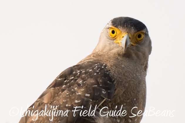 10%e6%9c%8825%e6%97%a5%e7%9f%b3%e5%9e%a3%e5%b3%b6%e3%83%90%e3%83%bc%e3%83%89%e3%82%a6%e3%82%aa%e3%83%83%e3%83%81%e3%83%b3%e3%82%b0%ef%bc%86%e9%87%8e%e9%b3%a5%e6%92%ae%e5%bd%b115