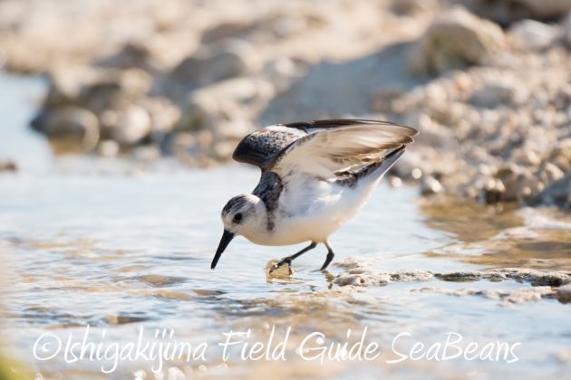 10%e6%9c%8825%e6%97%a5%e7%9f%b3%e5%9e%a3%e5%b3%b6%e3%83%90%e3%83%bc%e3%83%89%e3%82%a6%e3%82%aa%e3%83%83%e3%83%81%e3%83%b3%e3%82%b0%ef%bc%86%e9%87%8e%e9%b3%a5%e6%92%ae%e5%bd%b12