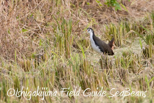 10%e6%9c%8821%e6%97%a5%e7%9f%b3%e5%9e%a3%e5%b3%b6%e3%83%90%e3%83%bc%e3%83%89%e3%82%a6%e3%82%aa%e3%83%83%e3%83%81%e3%83%b3%e3%82%b0%ef%bc%86%e9%87%8e%e9%b3%a5%e6%92%ae%e5%bd%b1%e3%82%ac%e3%82%a4