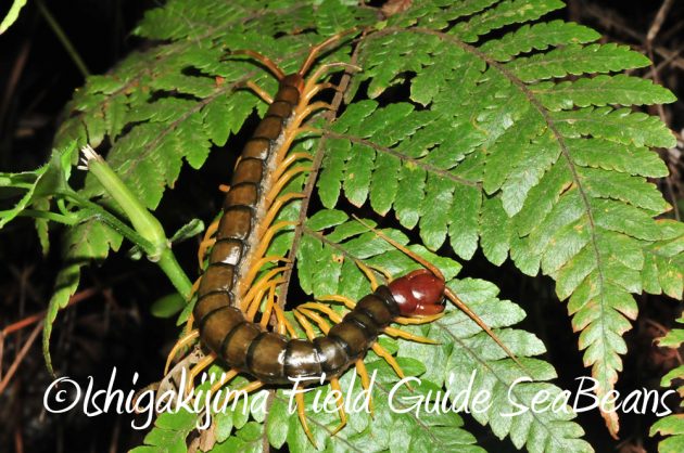 10%e6%9c%882%e6%97%a5%e7%9f%b3%e5%9e%a3%e5%b3%b6%e3%83%8a%e3%82%a4%e3%83%88%e3%83%84%e3%82%a2%e3%83%bc5