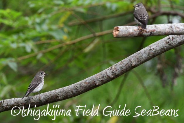 10%e6%9c%888%e6%97%a5%e7%9f%b3%e5%9e%a3%e5%b3%b6%e3%83%90%e3%83%bc%e3%83%89%e3%82%a6%e3%82%aa%e3%83%83%e3%83%81%e3%83%b3%e3%82%b0%ef%bc%86%e9%87%8e%e9%b3%a5%e6%92%ae%e5%bd%b1%e3%82%ac%e3%82%a4