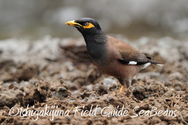 10%e6%9c%8817%e6%97%a5%e3%83%90%e3%83%bc%e3%83%89%e3%82%a6%e3%82%aa%e3%83%83%e3%83%81%e3%83%b3%e3%82%b0%ef%bc%86%e9%87%8e%e9%b3%a5%e6%92%ae%e5%bd%b1%e3%82%ac%e3%82%a4%e3%83%8913