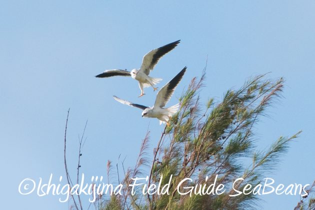 10%e6%9c%8819%e6%97%a5%e3%83%90%e3%83%bc%e3%83%89%e3%82%a6%e3%82%aa%e3%83%83%e3%83%81%e3%83%b3%e3%82%b0%ef%bc%86%e9%87%8e%e9%b3%a5%e6%92%ae%e5%bd%b1%e3%82%ac%e3%82%a4%e3%83%8911