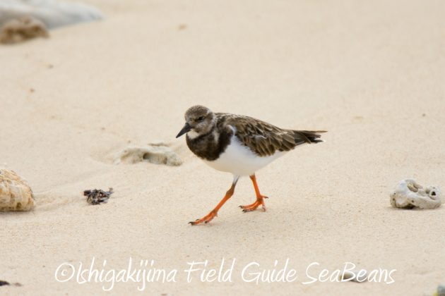 10%e6%9c%8820%e6%97%a5%e9%b3%a5%e7%8d%a3%e4%bf%9d%e8%ad%b7%e5%8c%ba%e5%9f%9f%e5%b7%a1%e5%9b%9e%e8%aa%bf%e6%9f%bb4