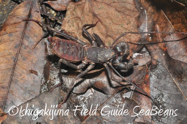 10%e6%9c%8820%e6%97%a5%e3%83%8a%e3%82%a4%e3%83%88%e3%83%84%e3%82%a2%e3%83%bc%e7%9f%b3%e5%9e%a3%e5%b3%b616