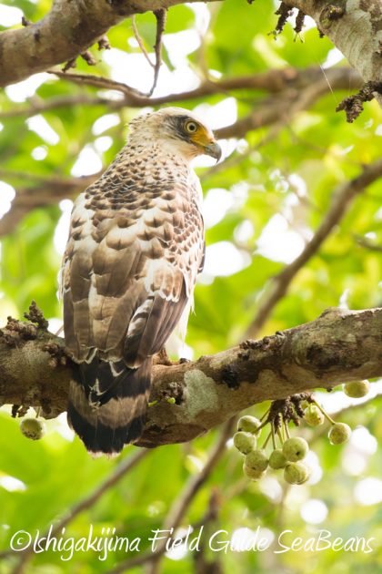 10%e6%9c%8814%e6%97%a5%e7%9f%b3%e5%9e%a3%e5%b3%b6%e3%83%90%e3%83%bc%e3%83%89%e3%82%a6%e3%82%aa%e3%83%83%e3%83%81%e3%83%b3%e3%82%b0%ef%bc%86%e9%87%8e%e9%b3%a5%e6%92%ae%e5%bd%b1%e3%82%ac%e3%82%a4