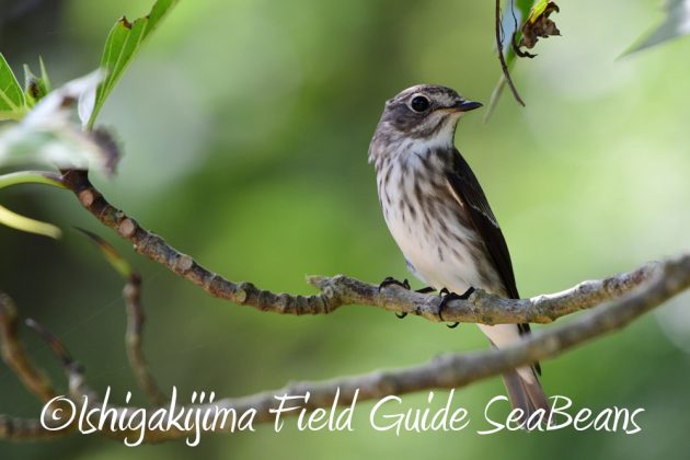 10%e6%9c%8811%e6%97%a5%e7%9f%b3%e5%9e%a3%e5%b3%b6%e3%83%90%e3%83%bc%e3%83%89%e3%82%a6%e3%82%aa%e3%83%83%e3%83%81%e3%83%b3%e3%82%b0%e3%82%ac%e3%82%a4%e3%83%8913