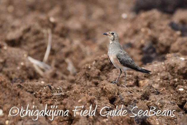 10%e6%9c%889%e6%97%a5%e7%9f%b3%e5%9e%a3%e5%b3%b6%e3%83%90%e3%83%bc%e3%83%89%e3%82%a6%e3%82%aa%e3%83%83%e3%83%81%e3%83%b3%e3%82%b0%ef%bc%86%e9%87%8e%e9%b3%a5%e8%a6%b3%e5%af%9f%e3%82%ac%e3%82%a4