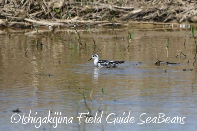 10-2%e7%9f%b3%e5%9e%a3%e5%b3%b6%e3%83%90%e3%83%bc%e3%83%89%e3%82%a6%e3%82%aa%e3%83%83%e3%83%81%e3%83%b3%e3%82%b0%ef%bc%86%e9%87%8e%e9%b3%a5%e6%92%ae%e5%bd%b1%e3%82%ac%e3%82%a4%e3%83%8915