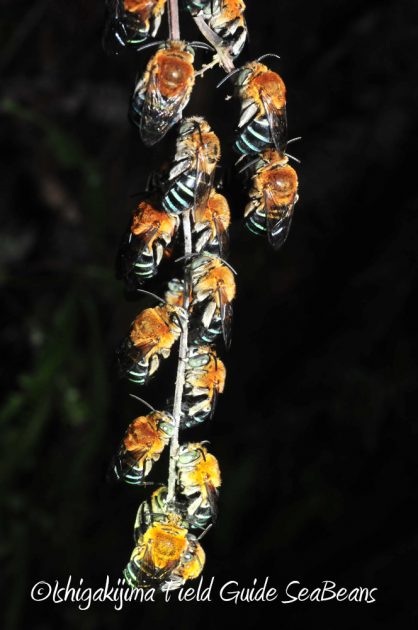 10%e6%9c%8821%e6%97%a5%e7%9f%b3%e5%9e%a3%e5%b3%b6%e3%83%8a%e3%82%a4%e3%83%88%e3%83%84%e3%82%a2%e3%83%bc7