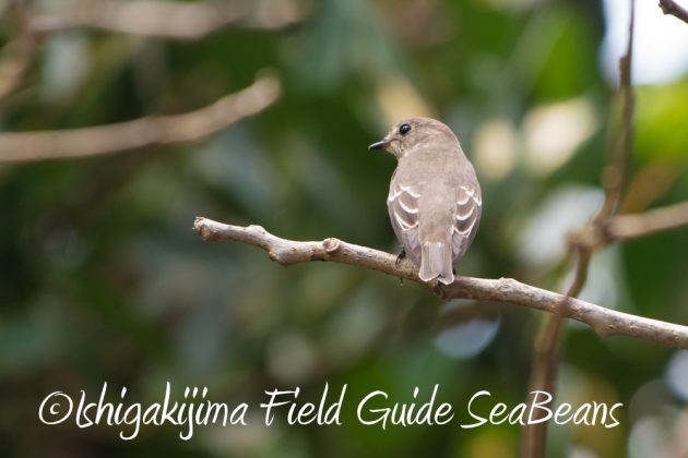 10%e6%9c%8813%e6%97%a5%e7%9f%b3%e5%9e%a3%e5%b3%b6%e3%83%90%e3%83%bc%e3%83%89%e3%82%a6%e3%82%aa%e3%83%83%e3%83%81%e3%83%b3%e3%82%b0%e3%82%ac%e3%82%a4%e3%83%8917