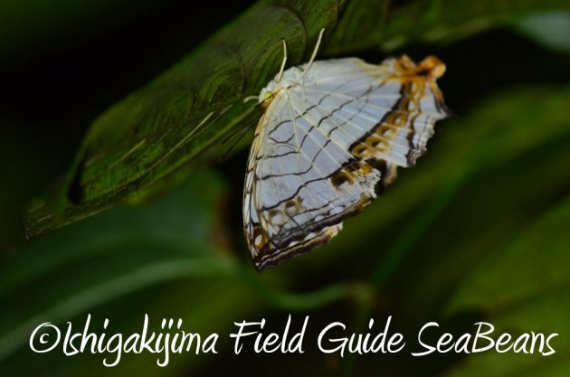 10%e6%9c%882%e6%97%a5%e7%9f%b3%e5%9e%a3%e5%b3%b6%e3%83%8a%e3%82%a4%e3%83%88%e3%83%84%e3%82%a2%e3%83%bc14