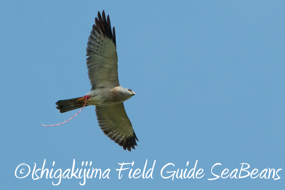 石垣島のカンムリワシと渡り鳥！！バードウオッチング＆野鳥撮影！！