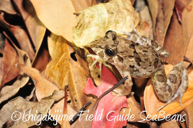 10%e6%9c%8821%e6%97%a5%e7%9f%b3%e5%9e%a3%e5%b3%b6%e3%83%8a%e3%82%a4%e3%83%88%e3%83%84%e3%82%a2%e3%83%bc6