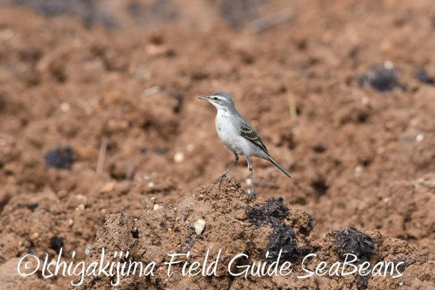 10%e6%9c%887%e6%97%a5%e7%9f%b3%e5%9e%a3%e5%b3%b6%e3%83%90%e3%83%bc%e3%83%89%e3%82%a6%e3%82%aa%e3%83%83%e3%83%81%e3%83%b3%e3%82%b0%ef%bc%86%e9%87%8e%e9%b3%a5%e6%92%ae%e5%bd%b1%e3%82%ac%e3%82%a4