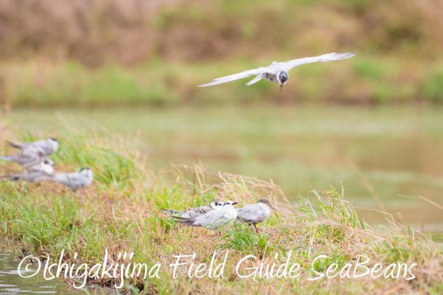 10%e6%9c%887%e6%97%a5%e7%9f%b3%e5%9e%a3%e5%b3%b6%e3%83%90%e3%83%bc%e3%83%89%e3%82%a6%e3%82%aa%e3%83%83%e3%83%81%e3%83%b3%e3%82%b0%ef%bc%86%e9%87%8e%e9%b3%a5%e6%92%ae%e5%bd%b1%e3%82%ac%e3%82%a4