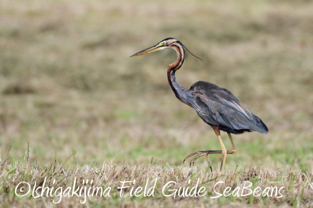 10%e6%9c%8814%e6%97%a5%e7%9f%b3%e5%9e%a3%e5%b3%b6%e3%83%90%e3%83%bc%e3%83%89%e3%82%a6%e3%82%aa%e3%83%83%e3%83%81%e3%83%b3%e3%82%b0%ef%bc%86%e9%87%8e%e9%b3%a5%e6%92%ae%e5%bd%b1%e3%82%ac%e3%82%a4