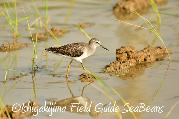 10%e6%9c%8817%e6%97%a5%e7%9f%b3%e5%9e%a3%e5%b3%b6%e3%83%90%e3%83%bc%e3%83%89%e3%82%a6%e3%82%aa%e3%83%83%e3%83%81%e3%83%b3%e3%82%b0%e3%82%ac%e3%82%a4%e3%83%8914