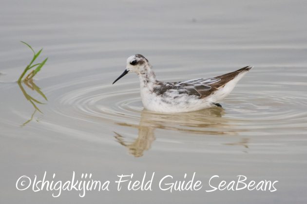 10%e6%9c%889%e6%97%a5%e7%9f%b3%e5%9e%a3%e5%b3%b6%e3%83%90%e3%83%bc%e3%83%89%e3%82%a6%e3%82%aa%e3%83%83%e3%83%81%e3%83%b3%e3%82%b0%ef%bc%86%e9%87%8e%e9%b3%a5%e8%a6%b3%e5%af%9f%e3%82%ac%e3%82%a4