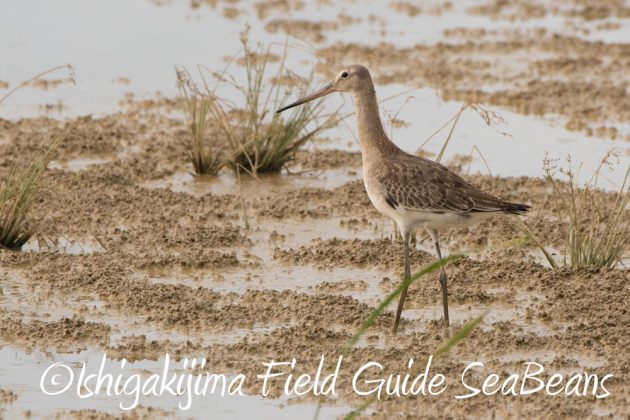 10%e6%9c%888%e6%97%a5%e7%9f%b3%e5%9e%a3%e5%b3%b6%e3%83%90%e3%83%bc%e3%83%89%e3%82%a6%e3%82%aa%e3%83%83%e3%83%81%e3%83%b3%e3%82%b0%ef%bc%86%e9%87%8e%e9%b3%a5%e6%92%ae%e5%bd%b1%e3%82%ac%e3%82%a4