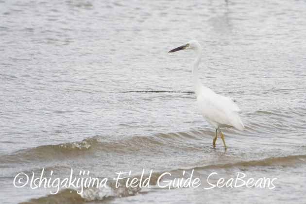 10%e6%9c%8814%e6%97%a5%e7%9f%b3%e5%9e%a3%e5%b3%b6%e3%83%90%e3%83%bc%e3%83%89%e3%82%a6%e3%82%aa%e3%83%83%e3%83%81%e3%83%b3%e3%82%b0%ef%bc%86%e9%87%8e%e9%b3%a5%e6%92%ae%e5%bd%b1%e3%82%ac%e3%82%a4