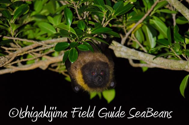 10%e6%9c%882%e6%97%a5%e7%9f%b3%e5%9e%a3%e5%b3%b6%e3%83%8a%e3%82%a4%e3%83%88%e3%83%84%e3%82%a2%e3%83%bc20