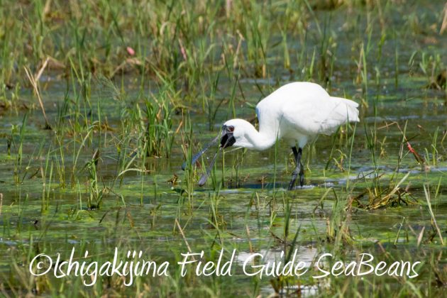 10%e6%9c%8812%e6%97%a5%e7%9f%b3%e5%9e%a3%e5%b3%b6%e3%83%90%e3%83%bc%e3%83%89%e3%82%a6%e3%82%aa%e3%83%83%e3%83%81%e3%83%b3%e3%82%b0%e3%82%ac%e3%82%a4%e3%83%8911