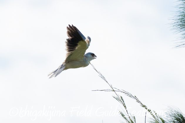 10%e6%9c%8811%e6%97%a5%e7%9f%b3%e5%9e%a3%e5%b3%b6%e3%83%90%e3%83%bc%e3%83%89%e3%82%a6%e3%82%aa%e3%83%83%e3%83%81%e3%83%b3%e3%82%b0%e3%82%ac%e3%82%a4%e3%83%8918