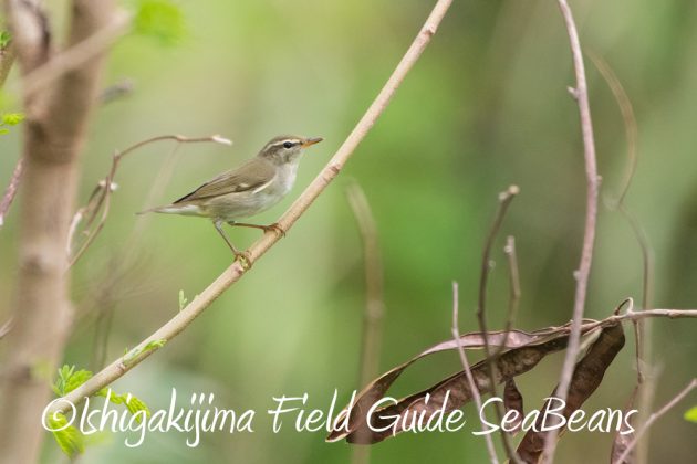 10%e6%9c%889%e6%97%a5%e7%9f%b3%e5%9e%a3%e5%b3%b6%e3%83%90%e3%83%bc%e3%83%89%e3%82%a6%e3%82%aa%e3%83%83%e3%83%81%e3%83%b3%e3%82%b0%ef%bc%86%e9%87%8e%e9%b3%a5%e8%a6%b3%e5%af%9f%e3%82%ac%e3%82%a4