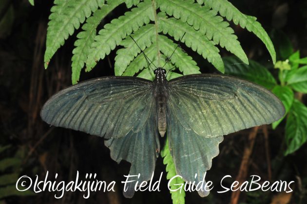 10%e6%9c%881%e6%97%a5%e7%9f%b3%e5%9e%a3%e5%b3%b6%e3%83%8a%e3%82%a4%e3%83%88%e3%83%84%e3%82%a2%e3%83%bc13