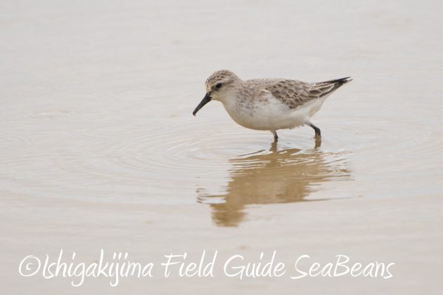 10%e6%9c%8813%e6%97%a5%e7%9f%b3%e5%9e%a3%e5%b3%b6%e3%83%90%e3%83%bc%e3%83%89%e3%82%a6%e3%82%aa%e3%83%83%e3%83%81%e3%83%b3%e3%82%b0%e3%82%ac%e3%82%a4%e3%83%8912